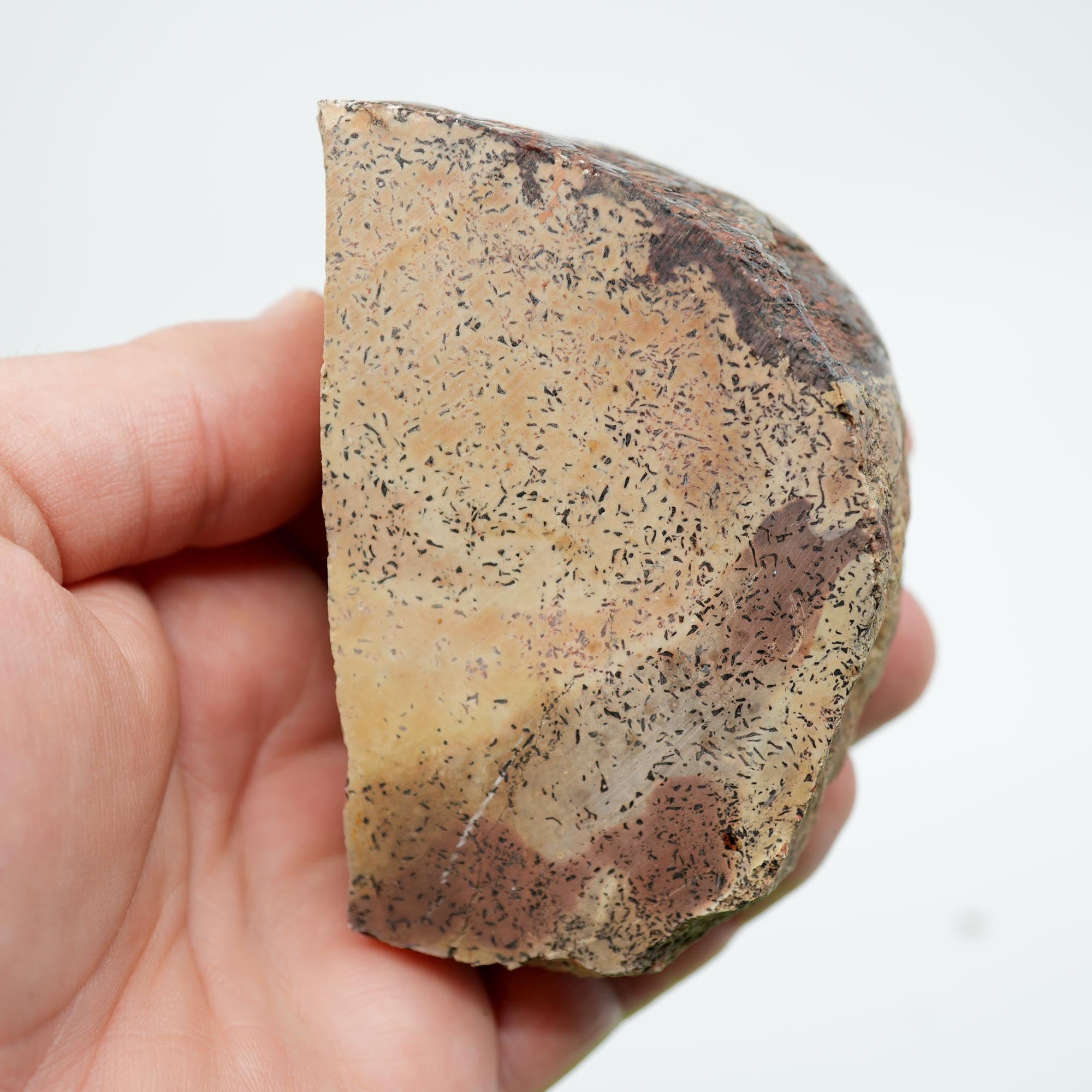 Gem Dinosaur Bone Cut Rough - Creamy White Jasper with Black Flecks