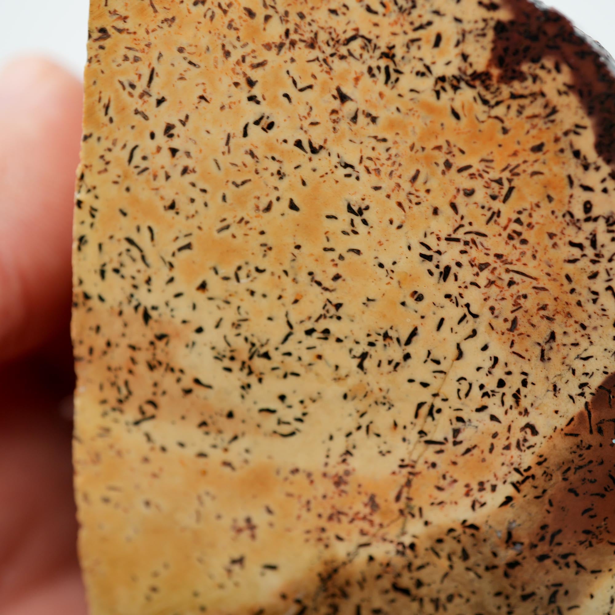 Gem Dinosaur Bone Cut Rough - Creamy White Jasper with Black Flecks