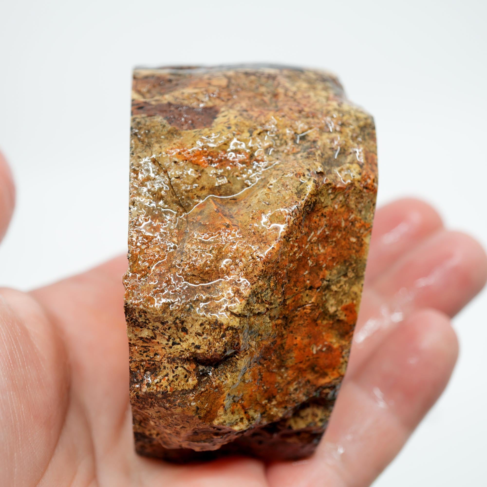 Gem Dinosaur Bone Cut Rough - Creamy White Jasper with Black Flecks