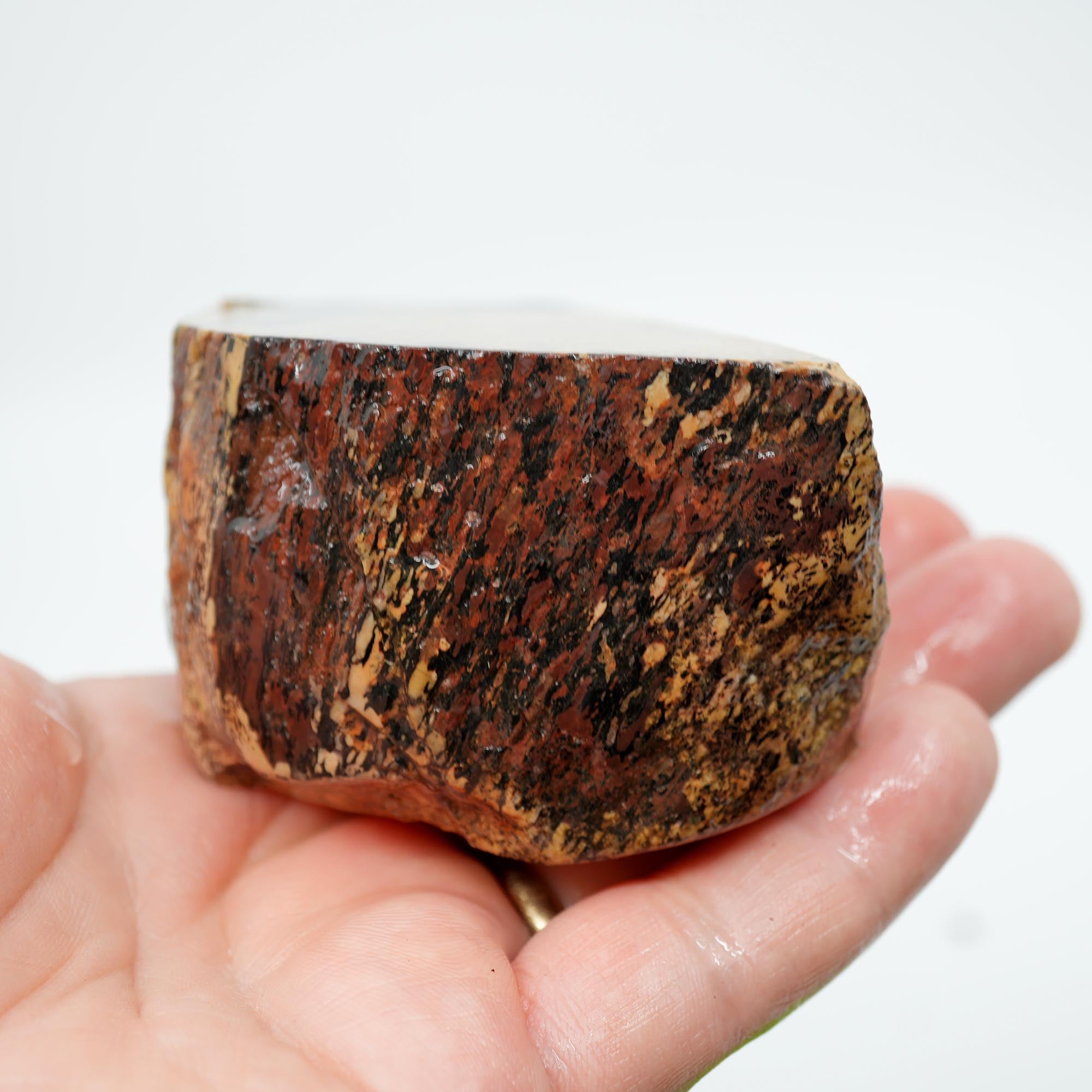 Gem Dinosaur Bone Cut Rough - Creamy White Jasper with Black Flecks