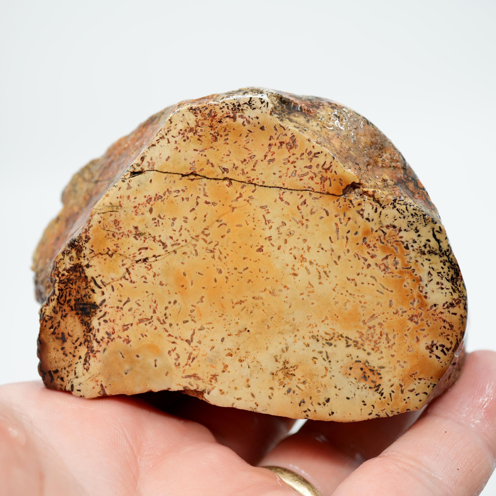 Gem Dinosaur Bone Cut Rough - Creamy White Jasper with Black Flecks