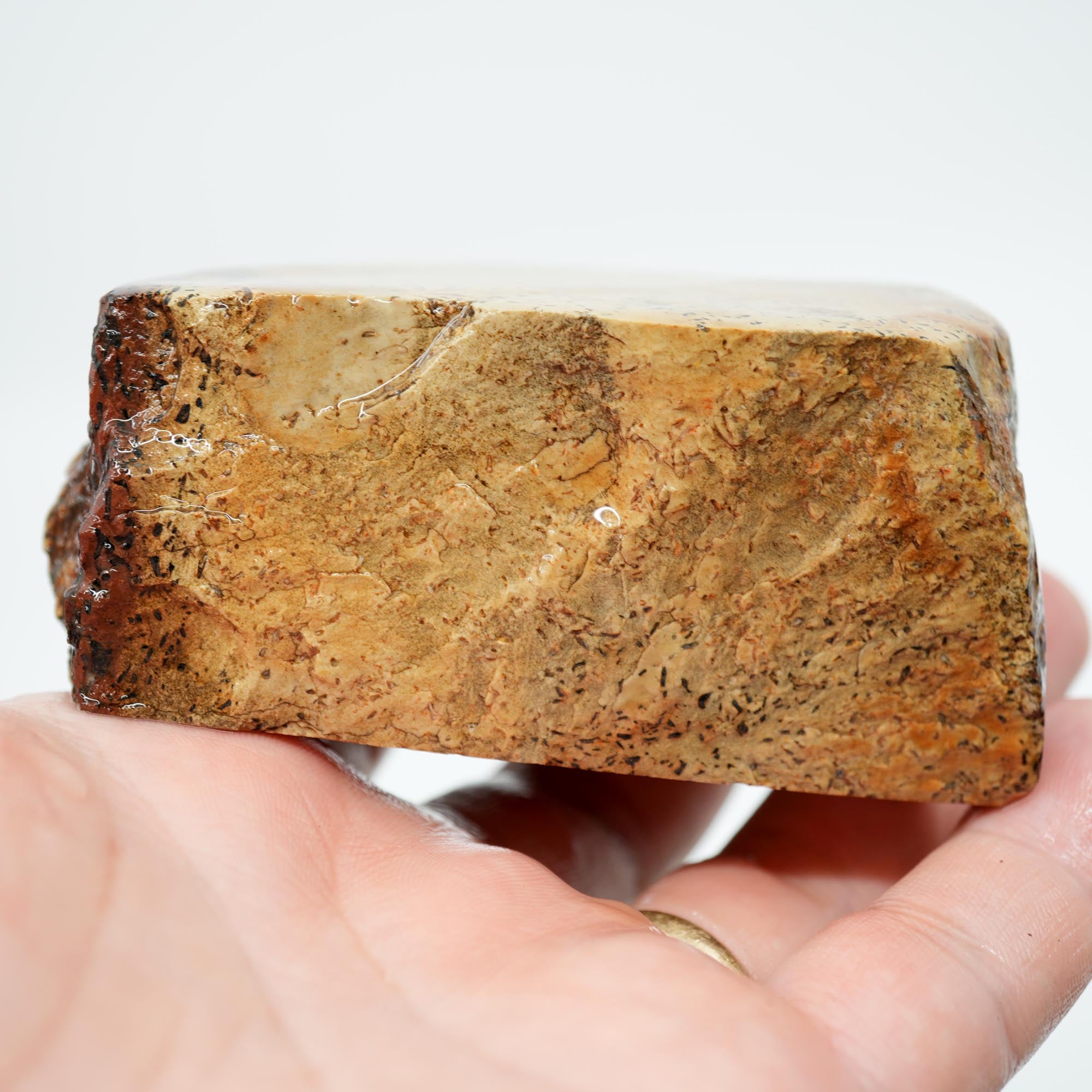 Gem Dinosaur Bone Cut Rough - Creamy White Jasper with Black Flecks