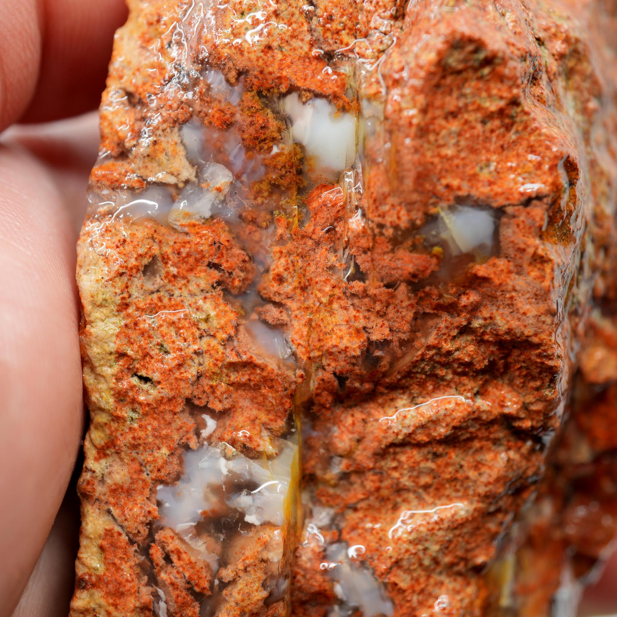Carey Plume Agate Rough - Original Quant Collection with Red Rhyolite