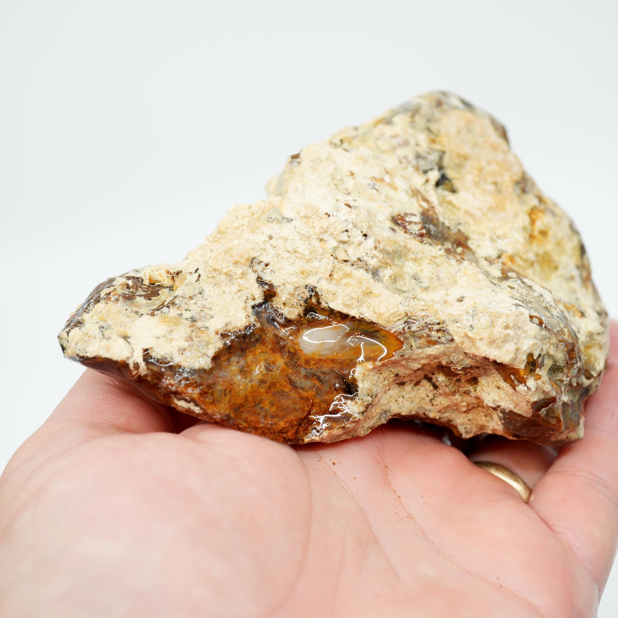 Saddle Mountain Petrified Wood Rough - White Calcium Coated Cutter