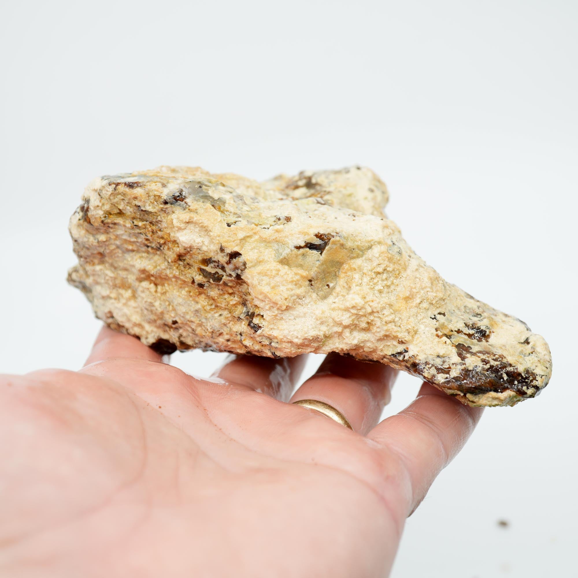 Saddle Mountain Petrified Wood Rough - White Calcium Coated Cutter