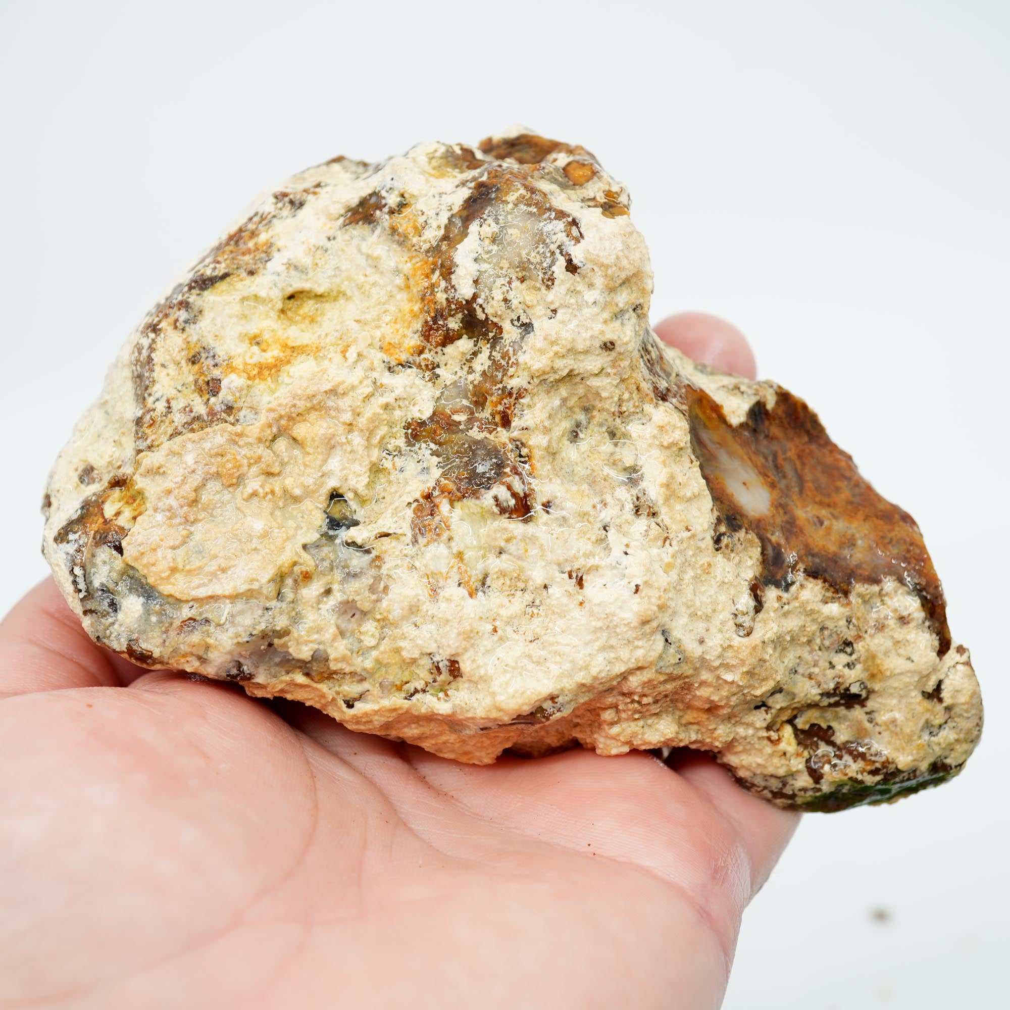 Saddle Mountain Petrified Wood Rough - White Calcium Coated Cutter