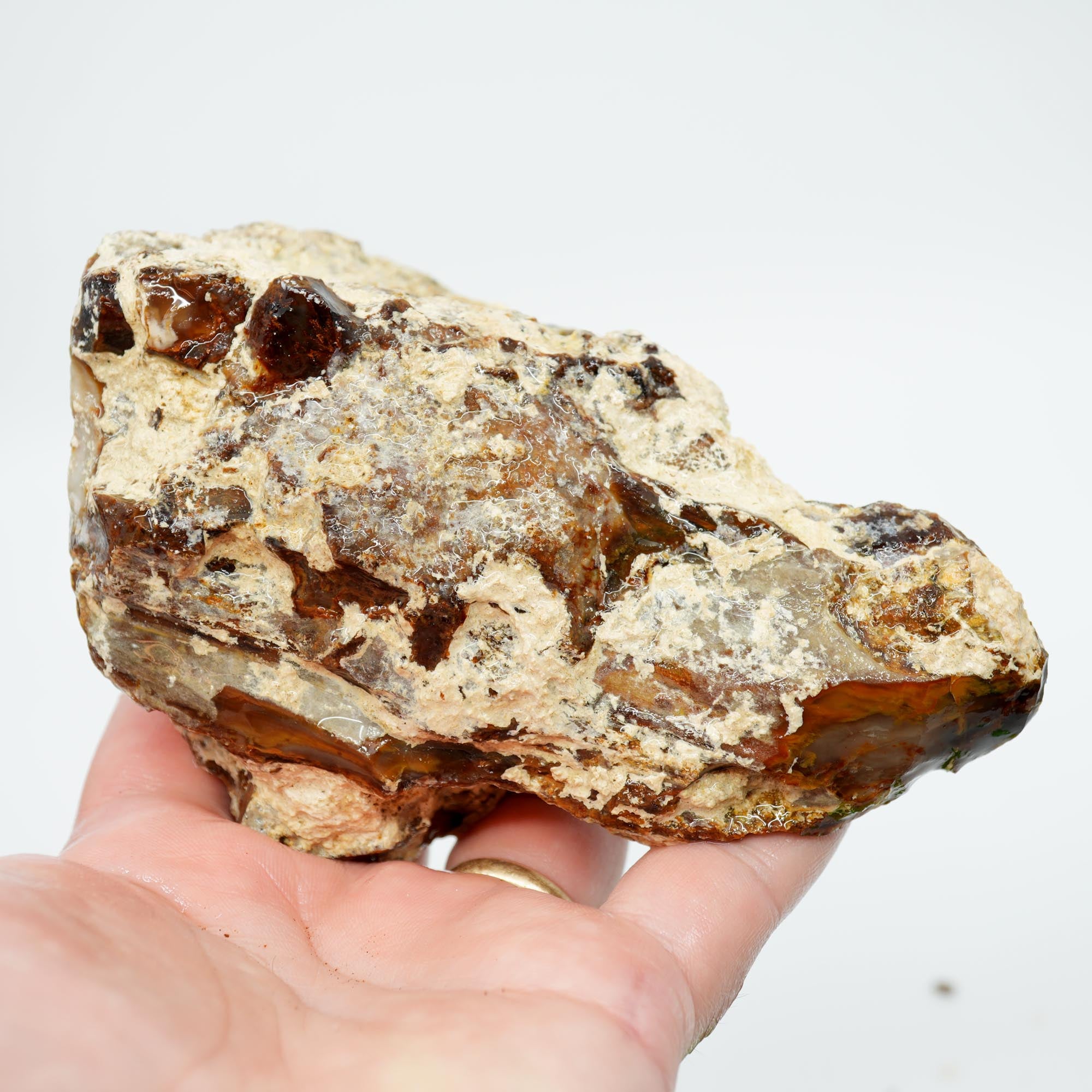 Saddle Mountain Petrified Wood Rough - White Calcium Coated Cutter