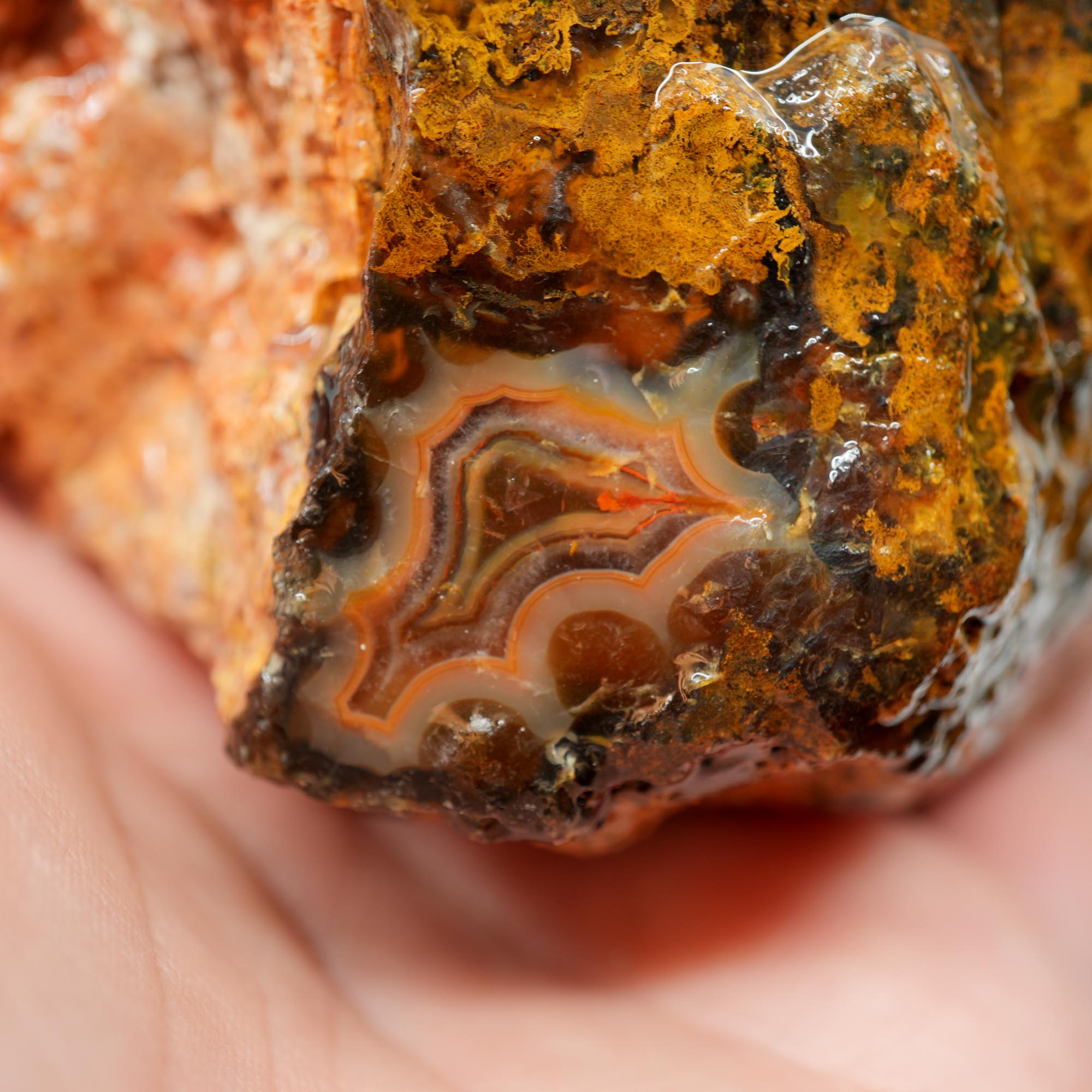 San Carlos Agate Rough - Peach Fortification with Golden Moss