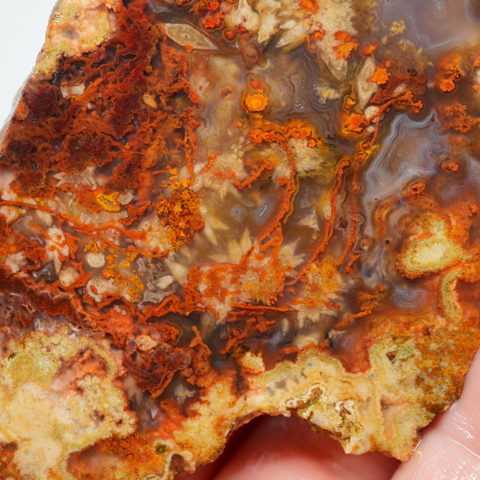 San Carlos Agate Endcut - Blue with Frost Snowflake Plumes and Red Moss