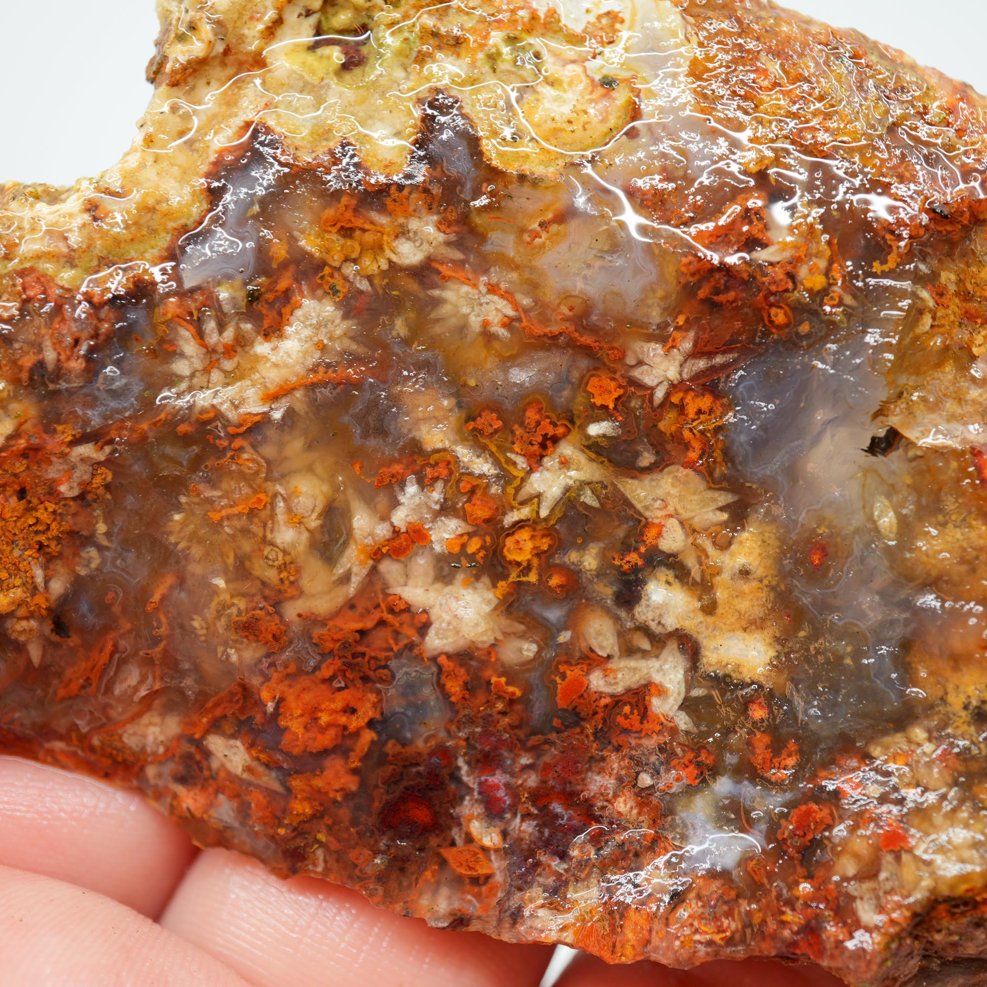 San Carlos Agate Endcut - Blue with Frost Snowflake Plumes and Red Moss