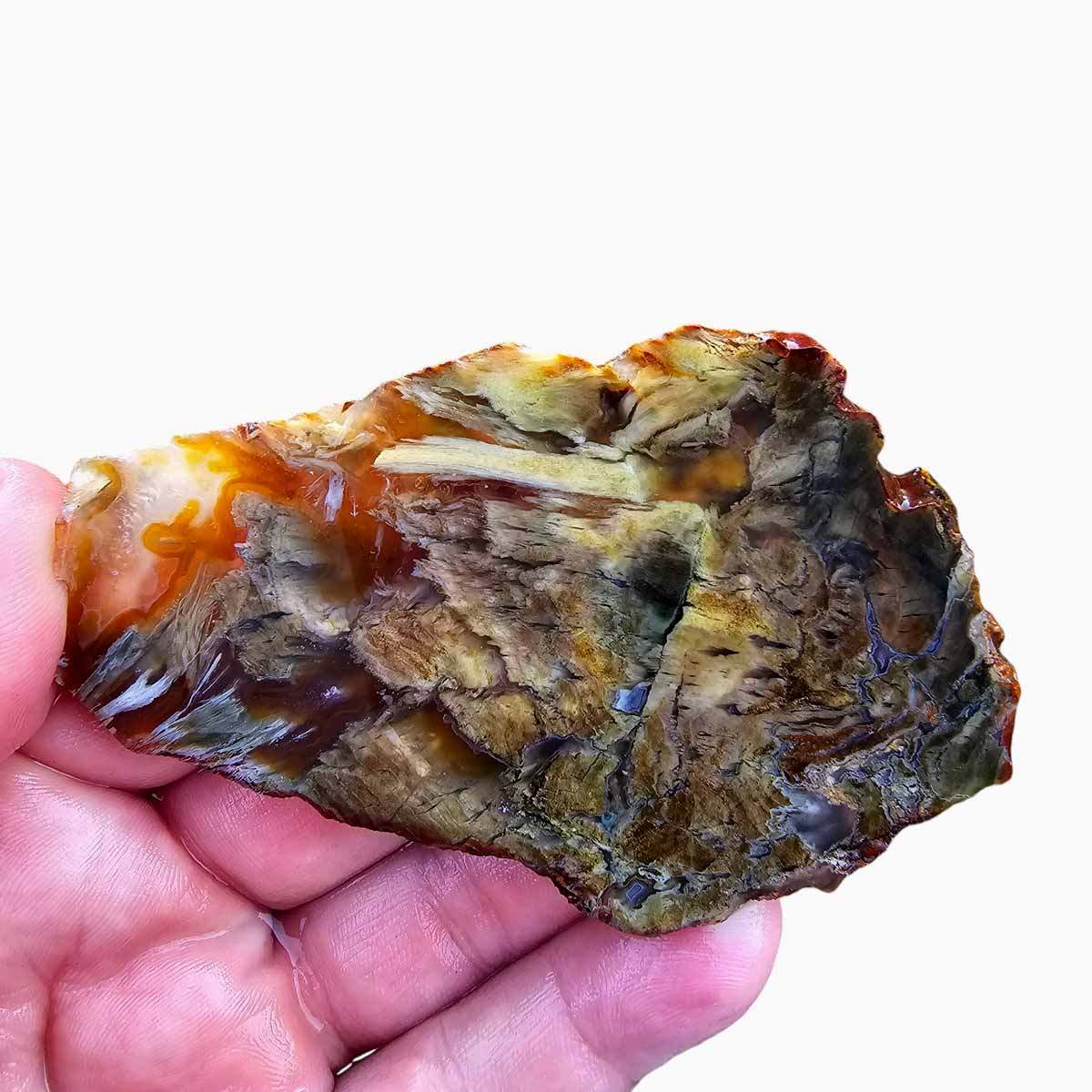 Shrinkwood Petrified Wood Slab  Lapidary Stone Slab