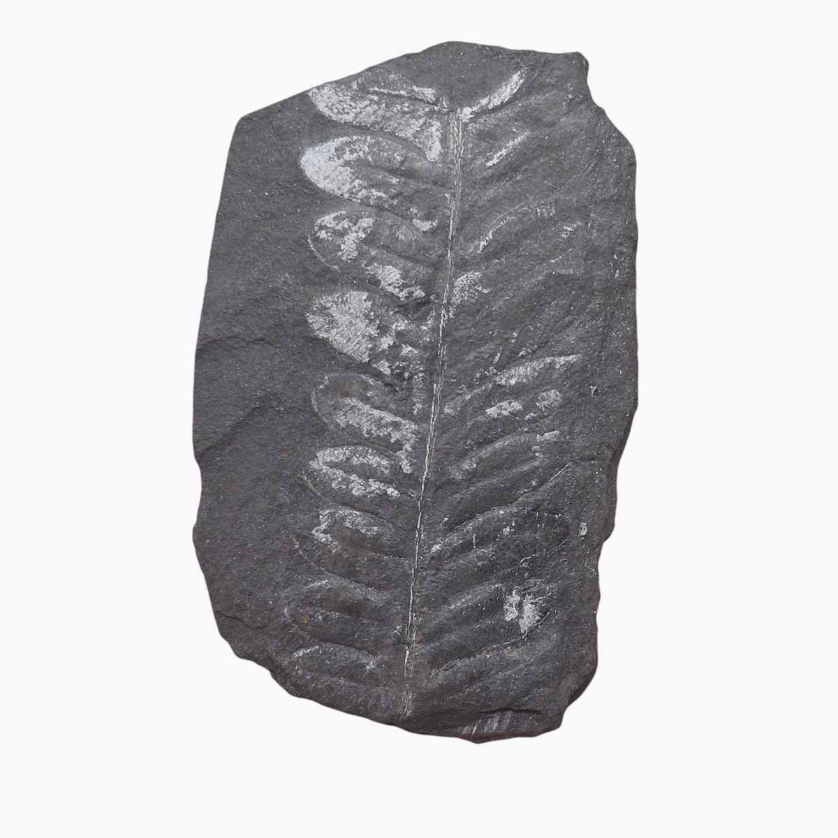 St. Clair Plate Fossil Fern Display Specimen Ordovician Collectors