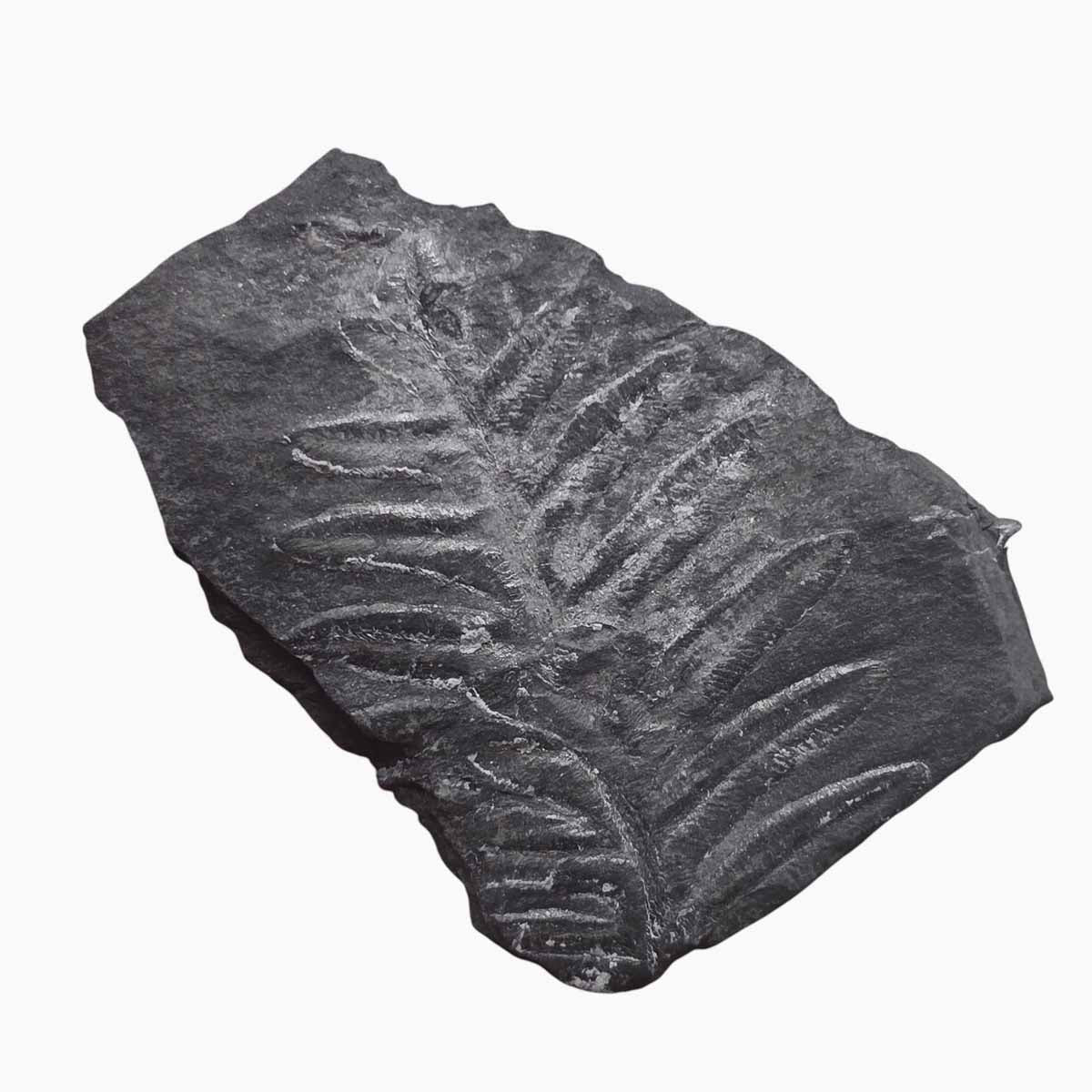 St. Clair Plate Fossil Fern Display Specimen Ordovician Collectors