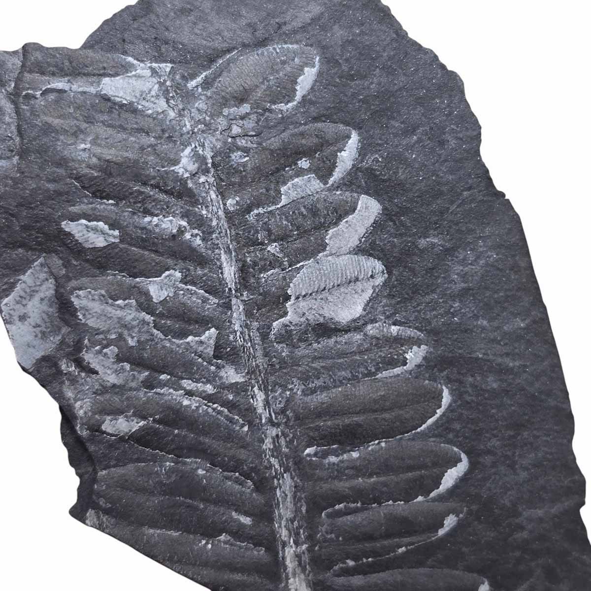 St. Clair Plate Fossil Fern Display Specimen Ordovician Collectors