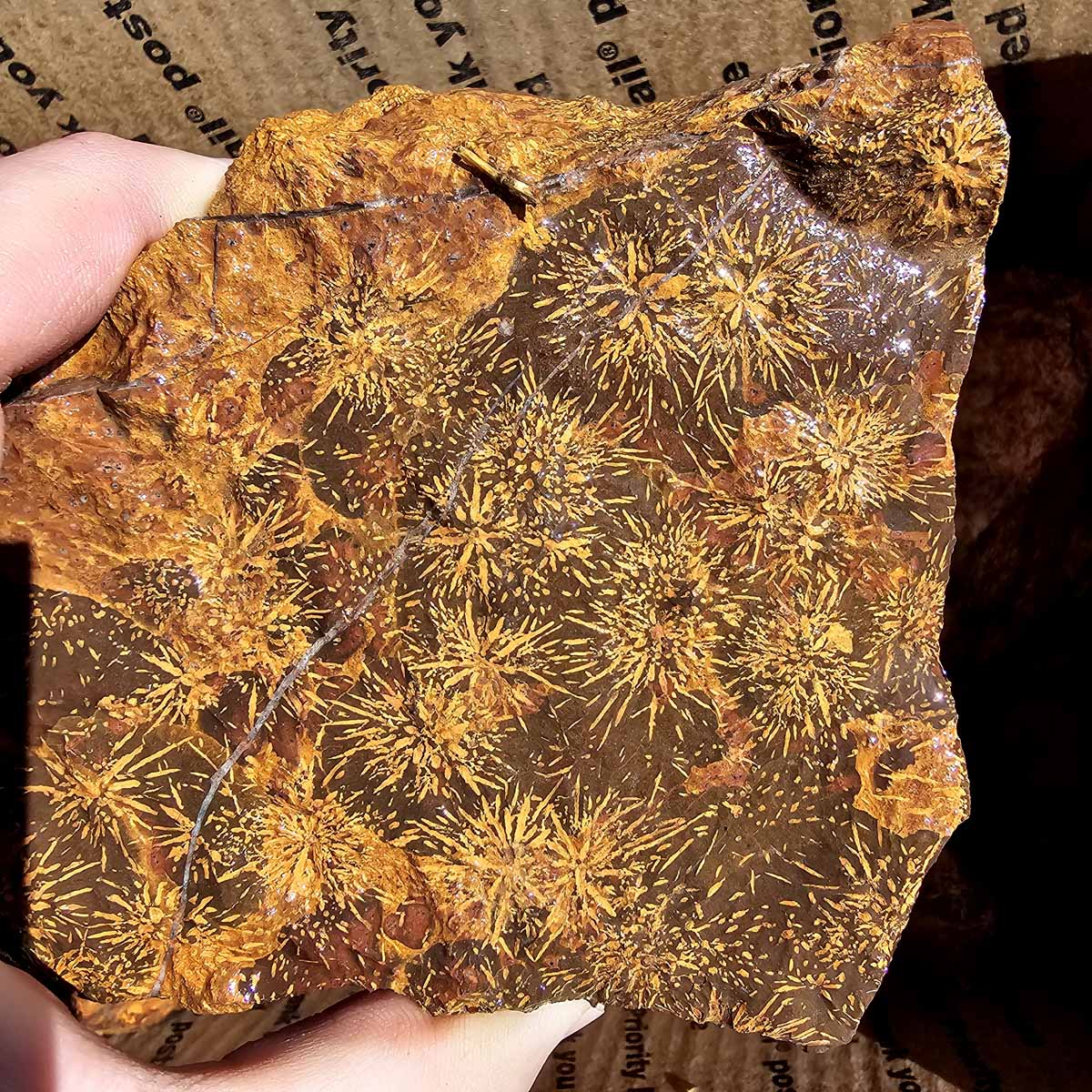 Starburst Chrysanthemum Rhyolite Cutting Rough Flatrate!