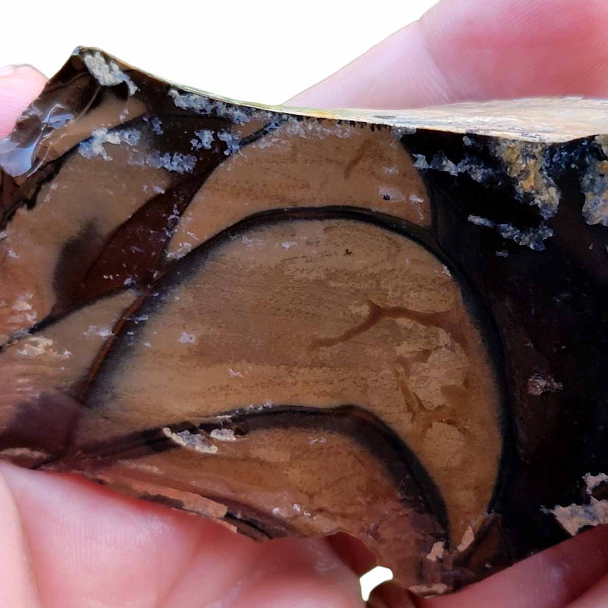 Orbicular Whisky Creek Jasper Rough Chunk!  RARE!