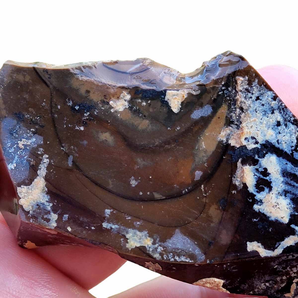 Orbicular Whisky Creek Jasper Rough Chunk!  RARE!