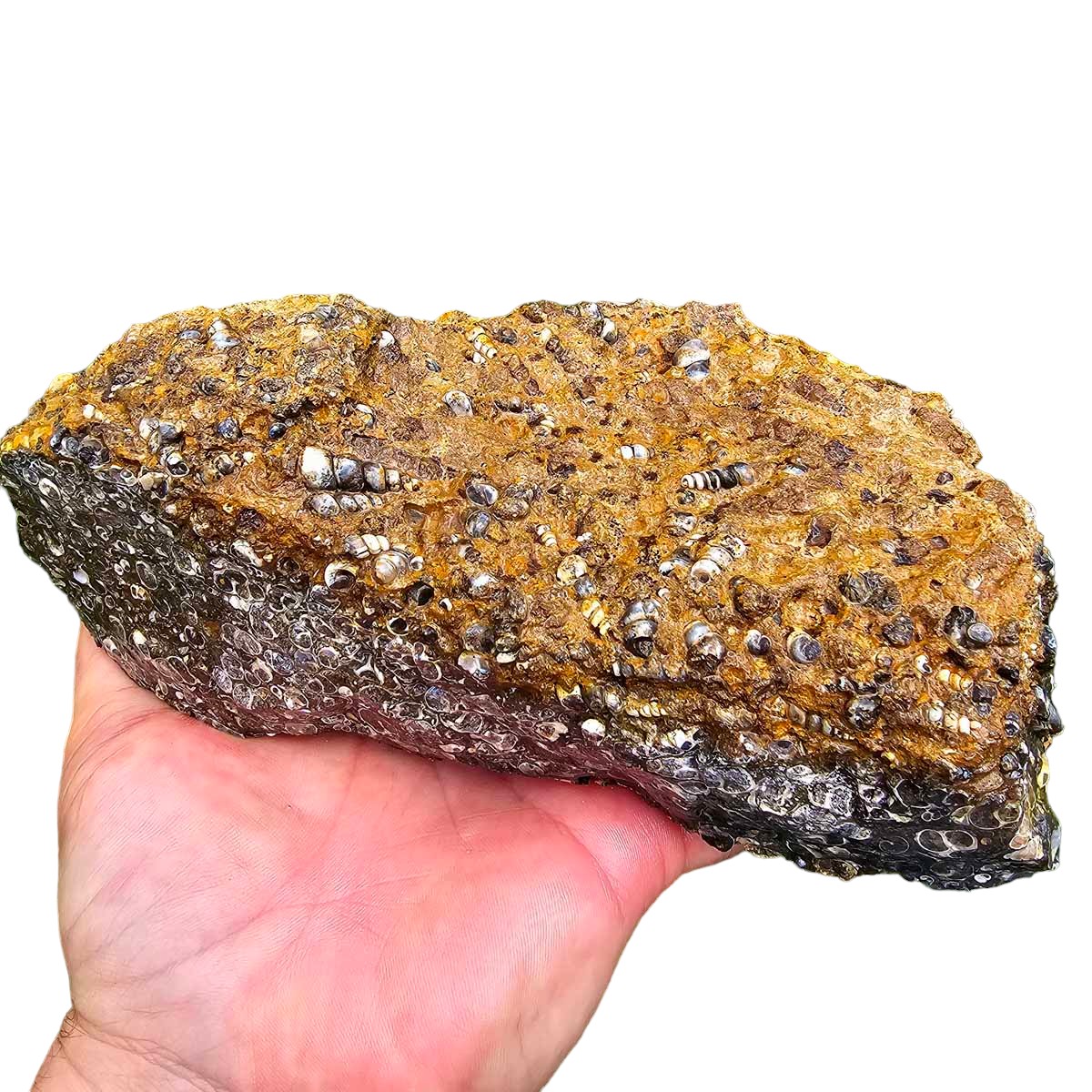 Wyoming Fossil Turritella Rough Chunk!