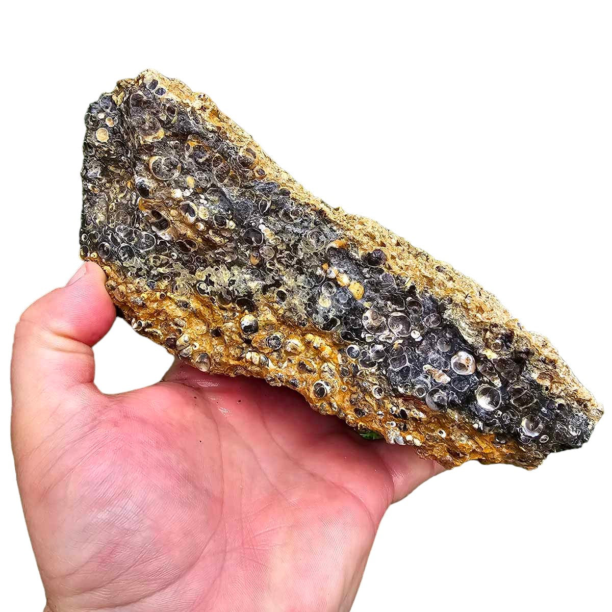 Wyoming Fossil Turritella Rough Chunk!