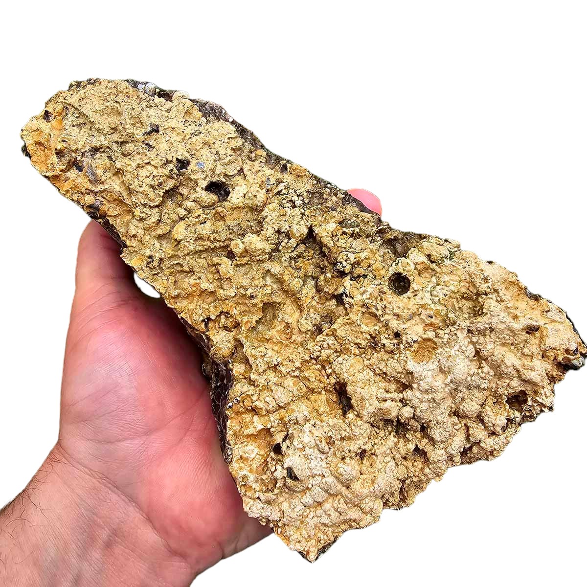 Wyoming Fossil Turritella Rough Chunk!