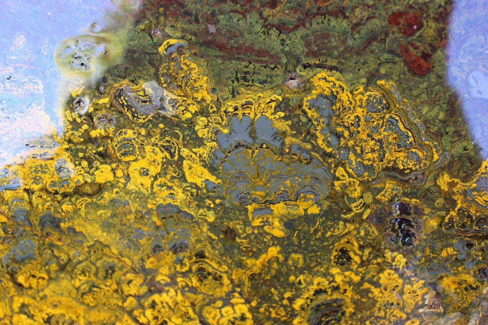 HUGE Apple Valley Jasper Stromatolite Flowers Slab! - LapidaryCentral