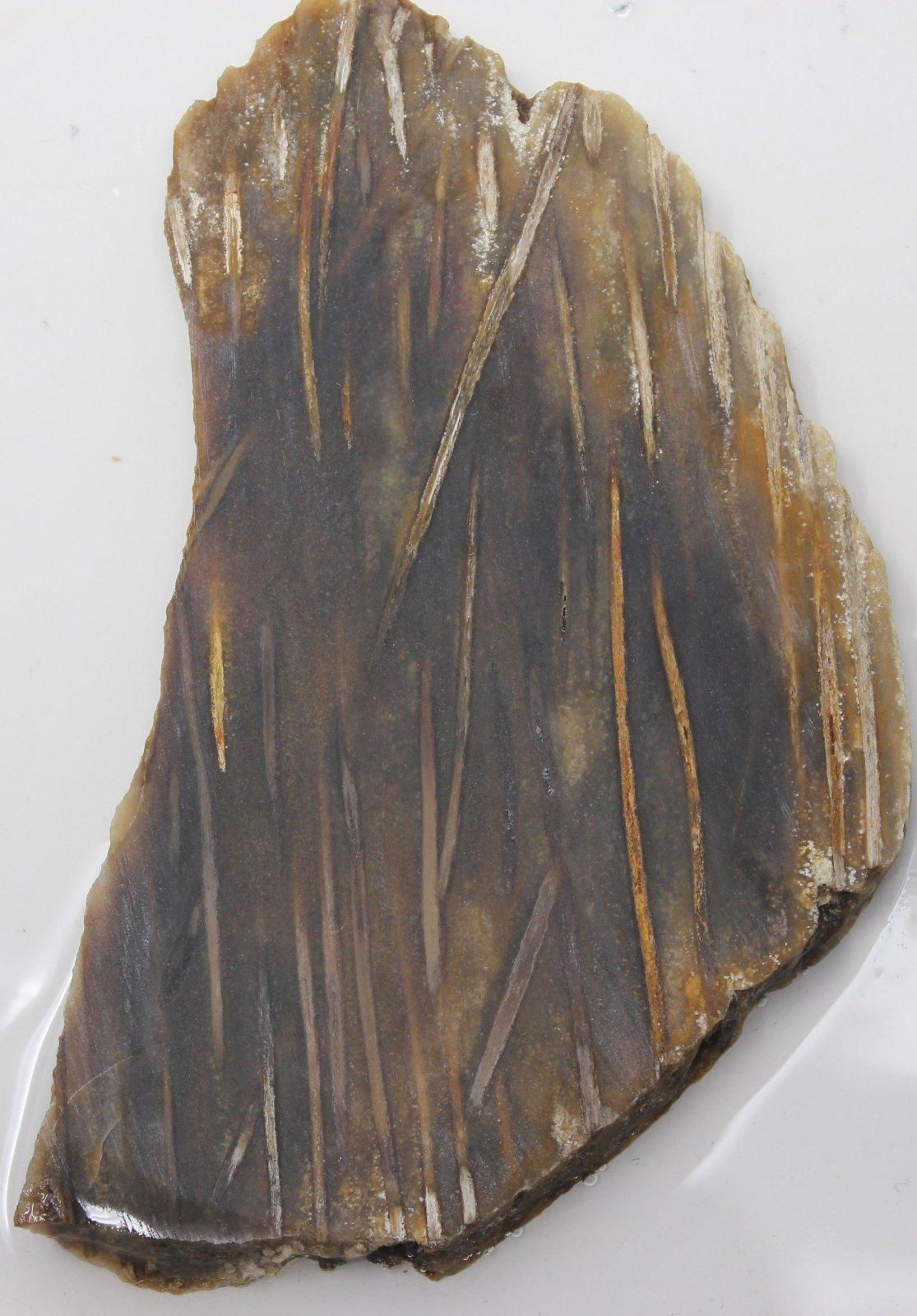Indonesian Palm Root Slab!  Lapidary Stone Slab!  Fossilized Petrified Wood Slab! - LapidaryCentral