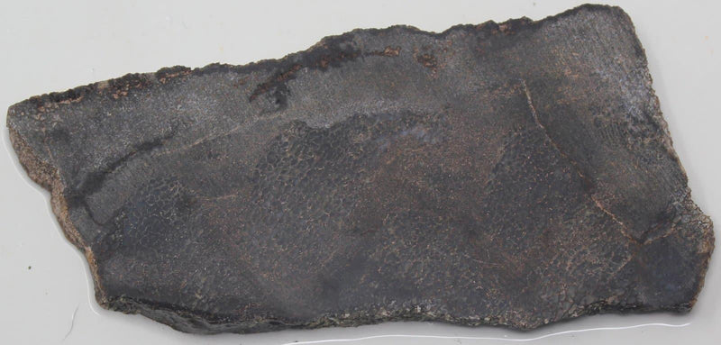 Gem Dinosaur Bone Slab!  Fossil Lapidary Stone Slab! - LapidaryCentral