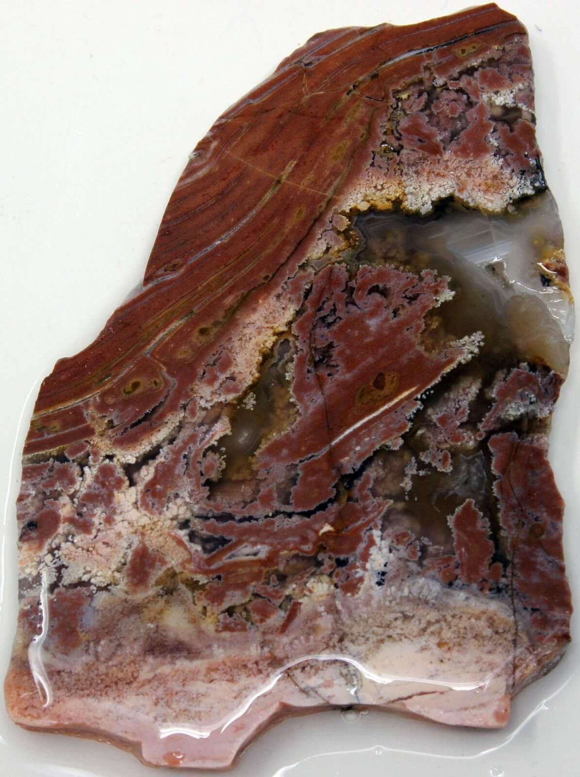 Eagle Rock Plume Agate Slab! Rare Lapidary Stone Slab! - LapidaryCentral