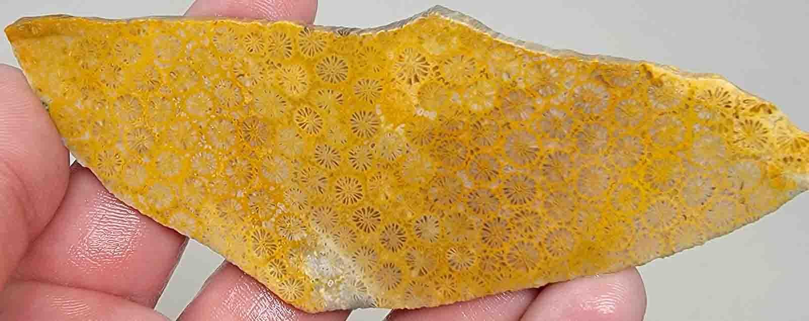 Indonesian Fossil Coral Slab!  Lapidary Stone Slab! - LapidaryCentral