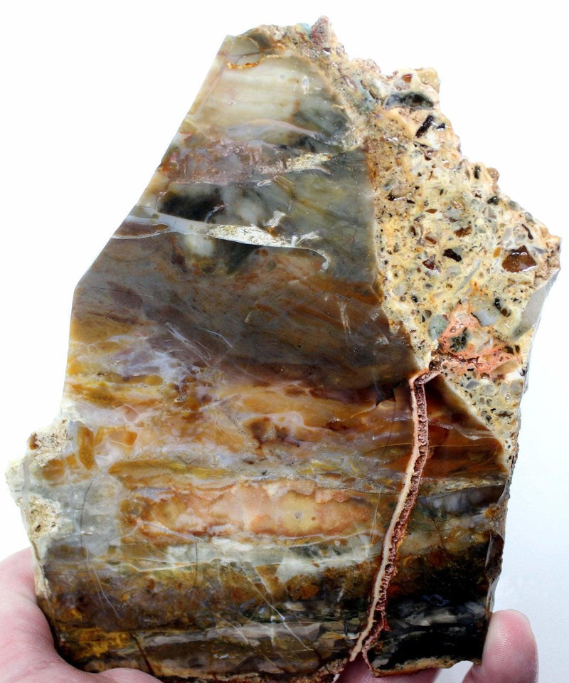 GORGEOUS Mystery Agate Slab!  Possibly Biggs Picture Agate / Dolphite! - LapidaryCentral