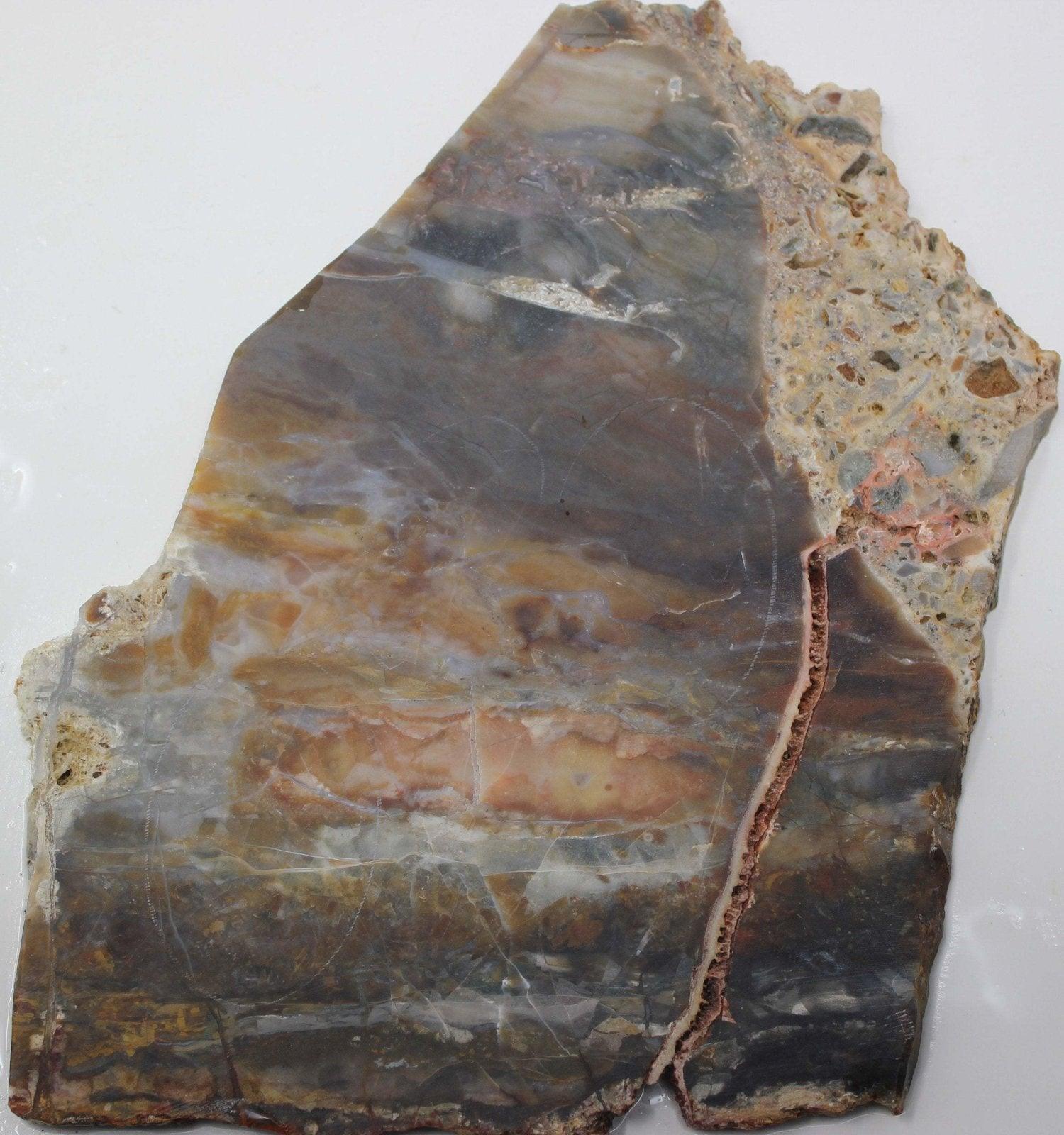 GORGEOUS Mystery Agate Slab!  Possibly Biggs Picture Agate / Dolphite! - LapidaryCentral