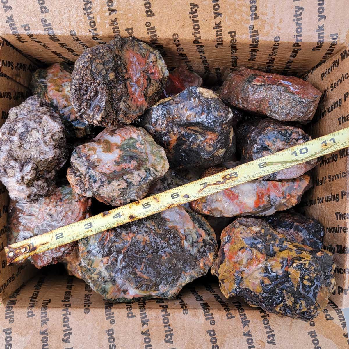 Coprolite Fossil Dino Dung Cutting Rough Flatrate! - LapidaryCentral