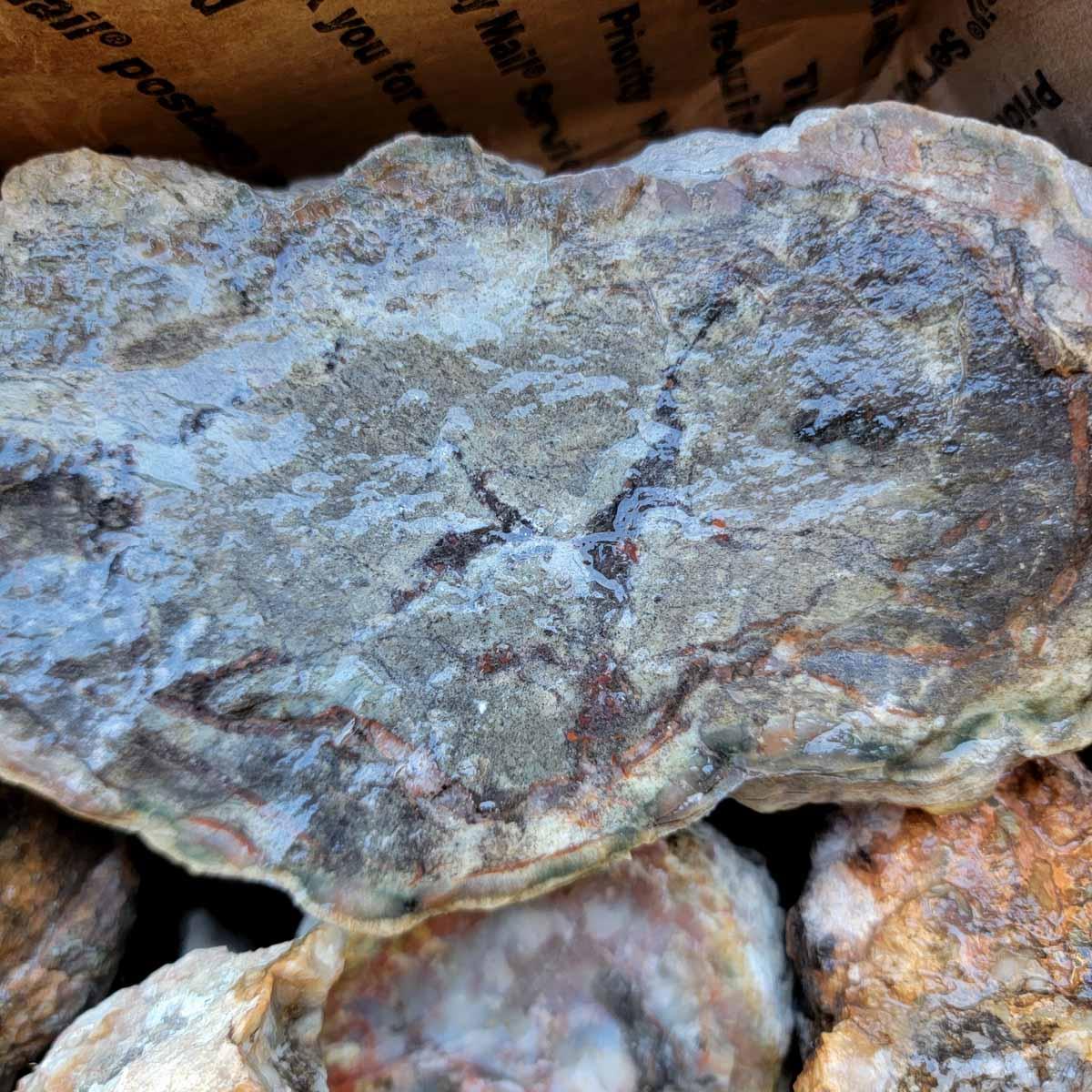 Coprolit Coprolite Fossil Dino Dung Cutting Rough Flatrate!