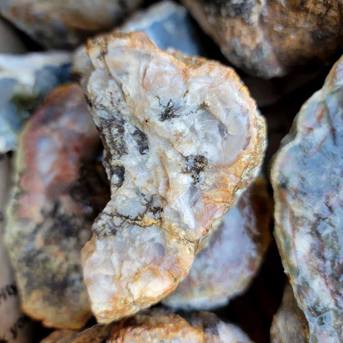 Coprolit Coprolite Fossil Dino Dung Cutting Rough Flatrate!