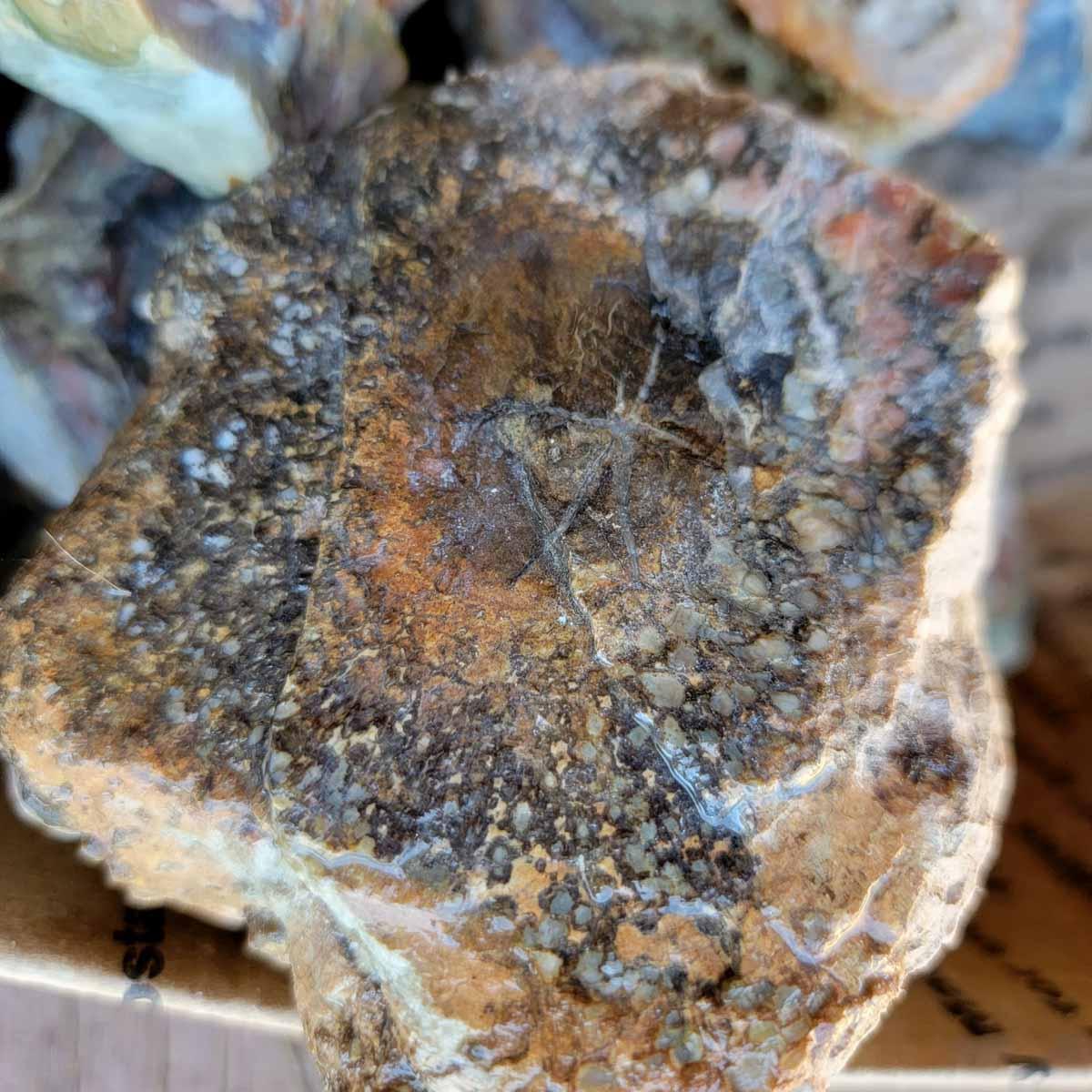 Coprolit Coprolite Fossil Dino Dung Cutting Rough Flatrate!