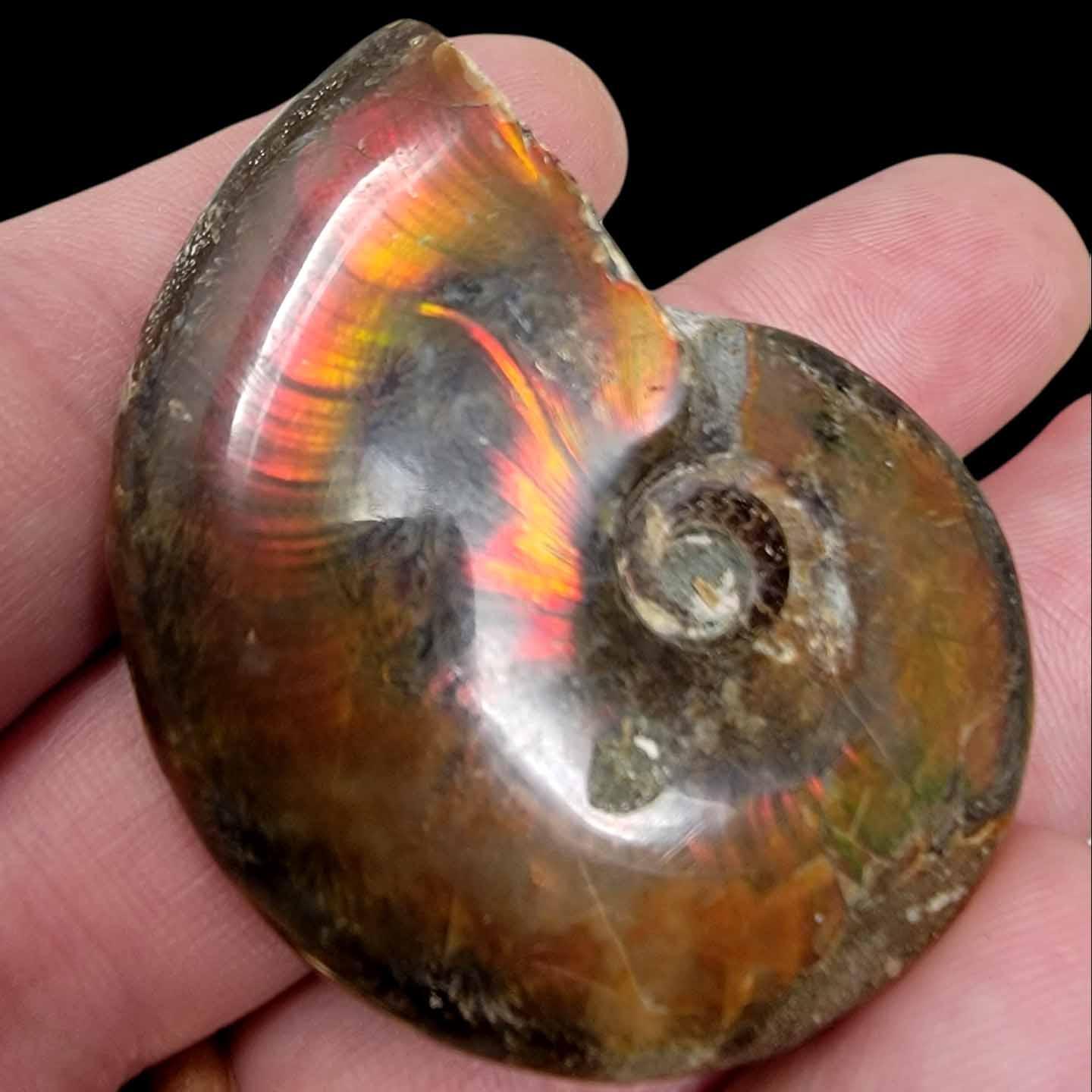 Flashy Red Polished Iridescent Ammonite with Flowering!  1.5-2 Inches! - LapidaryCentral