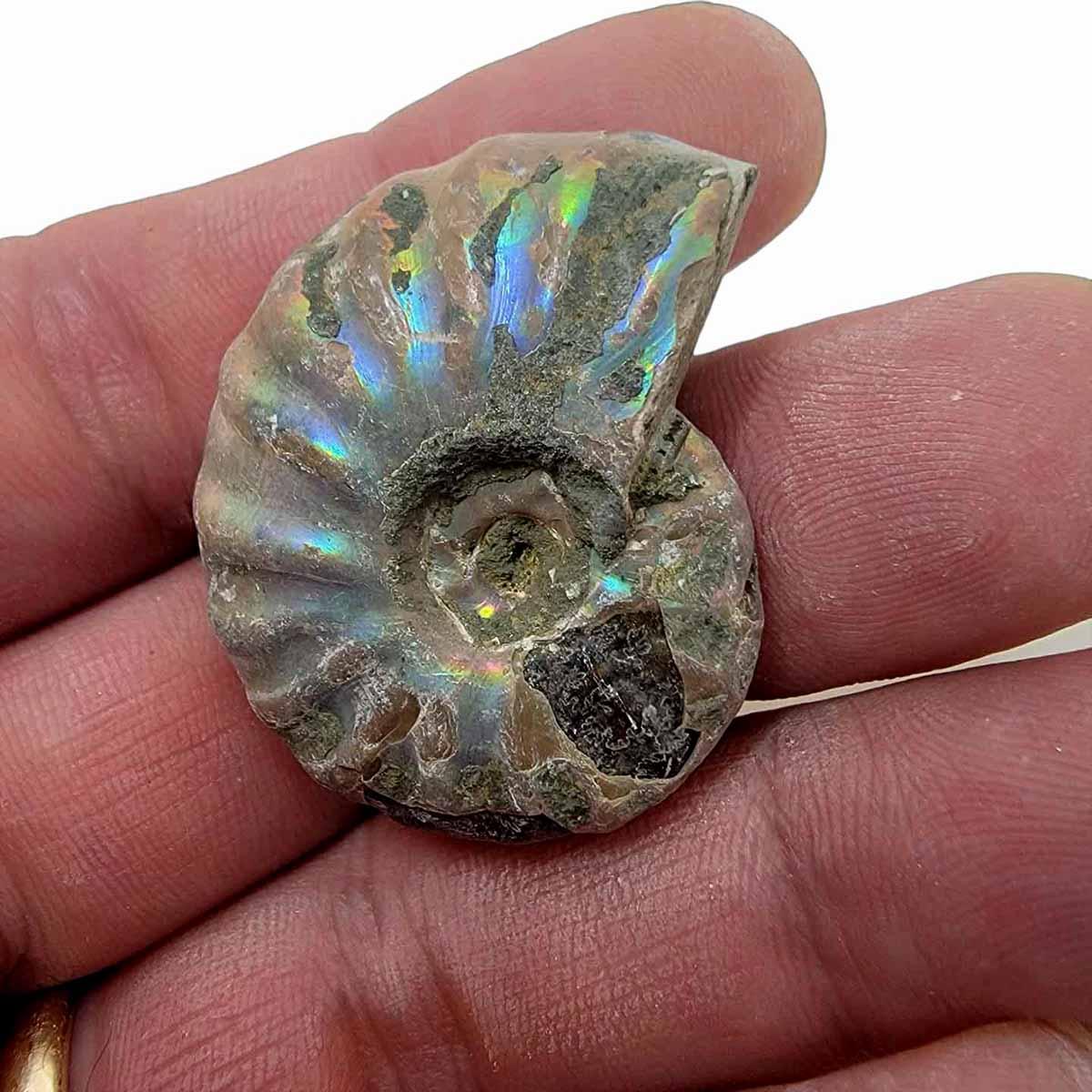 Iridescent ammonite for discount sale