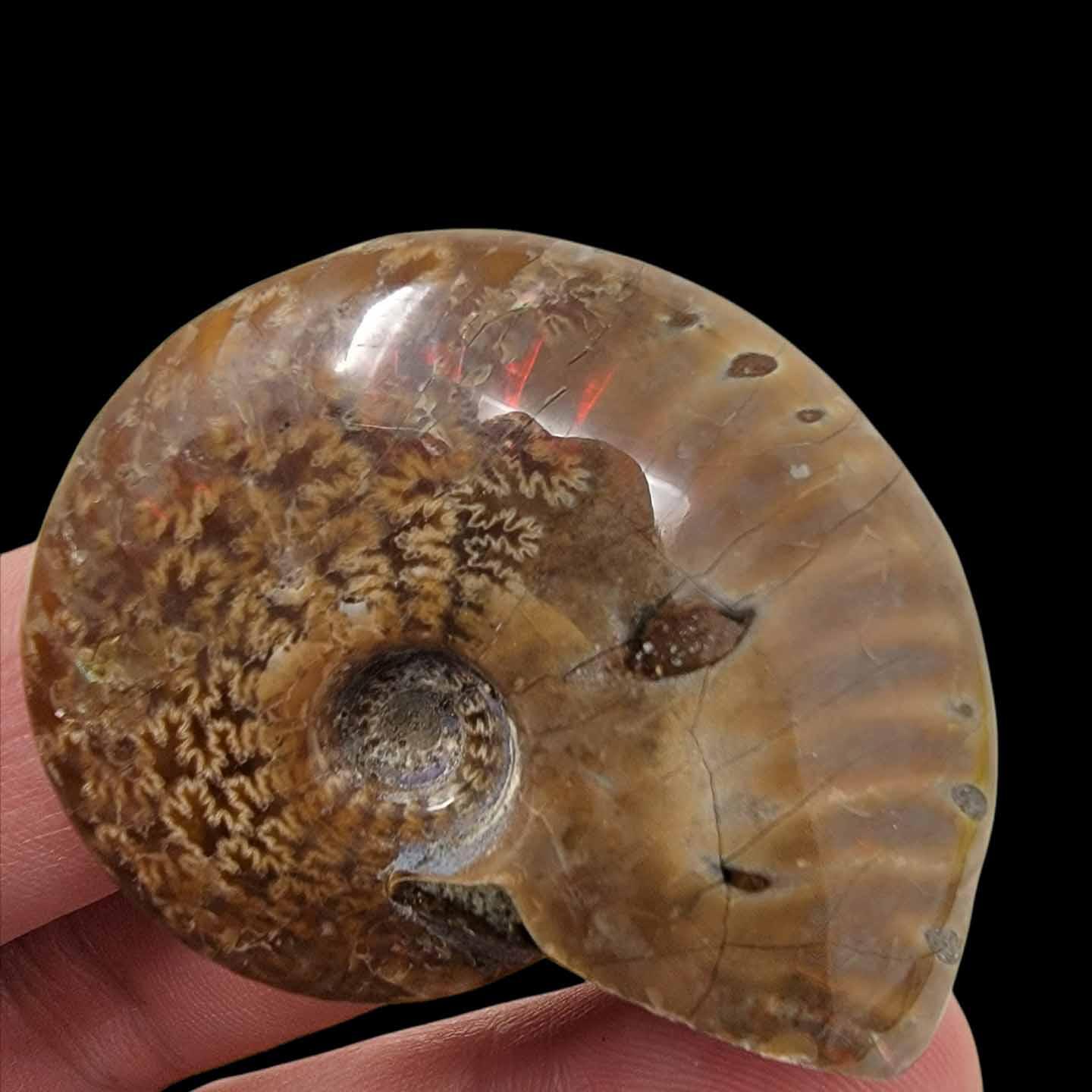 Flashy Red Polished Iridescent Ammonite with Flowering!  1.5-2 Inches! - LapidaryCentral
