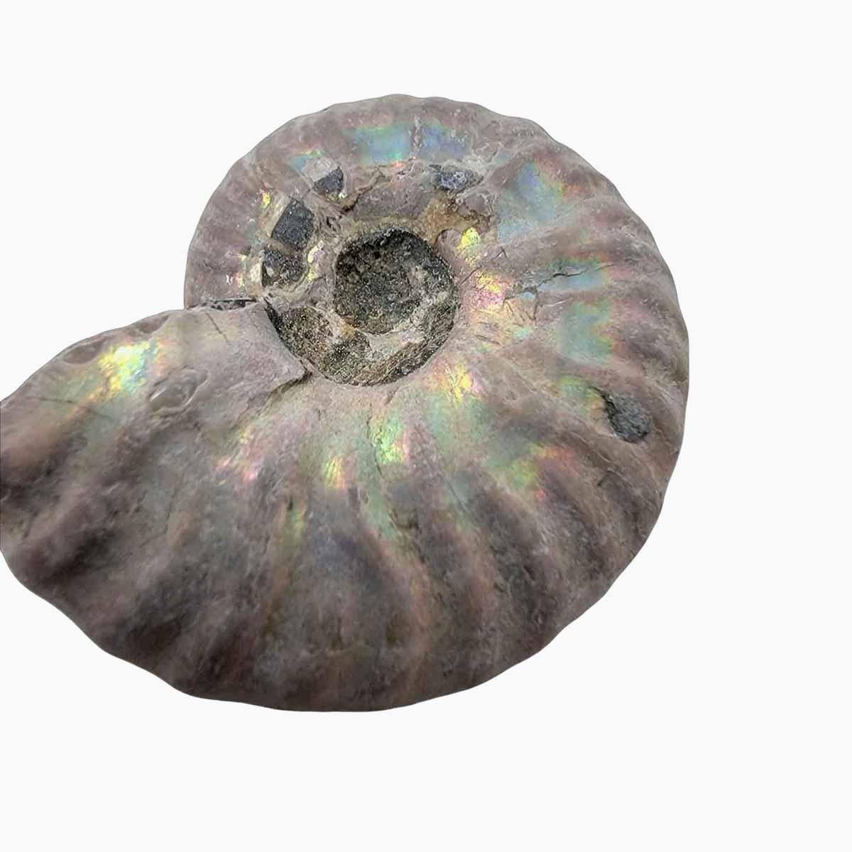Silver Iridescent Ammonite Fossil!  110 Million Years Old! - LapidaryCentral