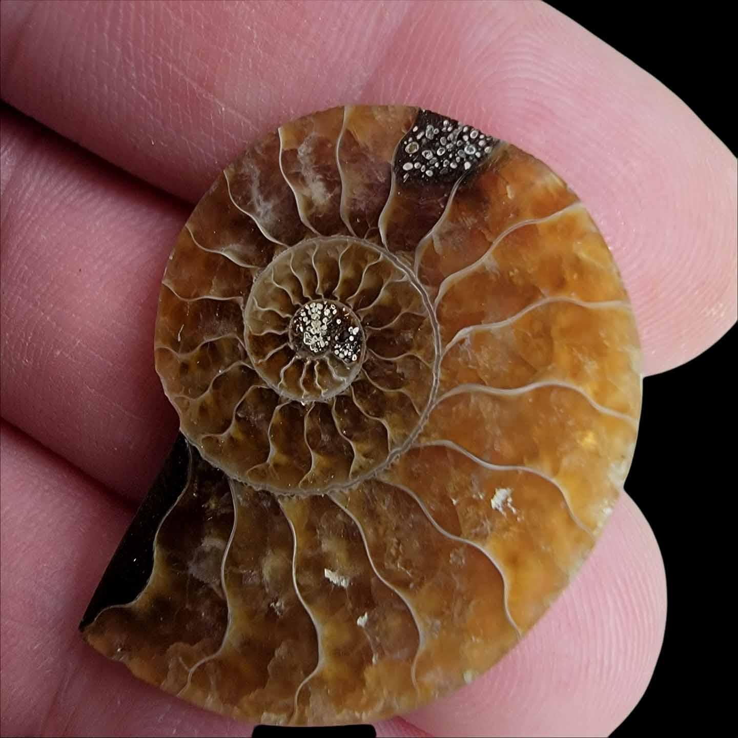Cut and Polished Ammonite Fossil!  110 Million Years Old! - LapidaryCentral
