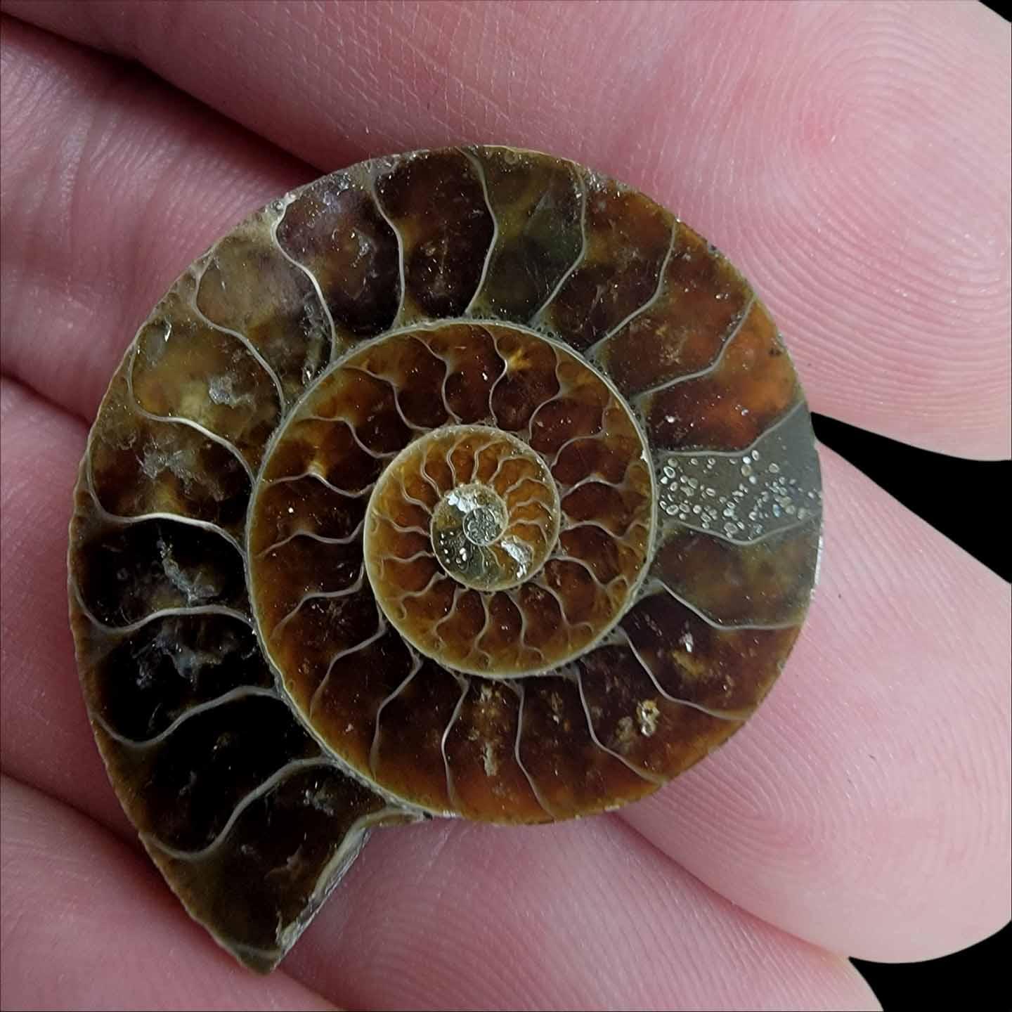 Cut and Polished Ammonite Fossil!  110 Million Years Old! - LapidaryCentral