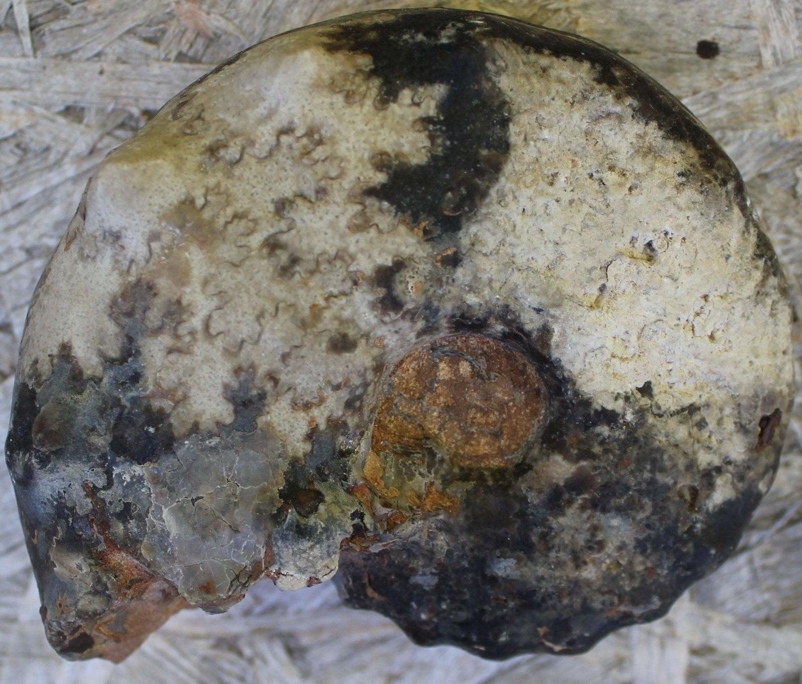 Surriceras Ammonite Fossil! - LapidaryCentral