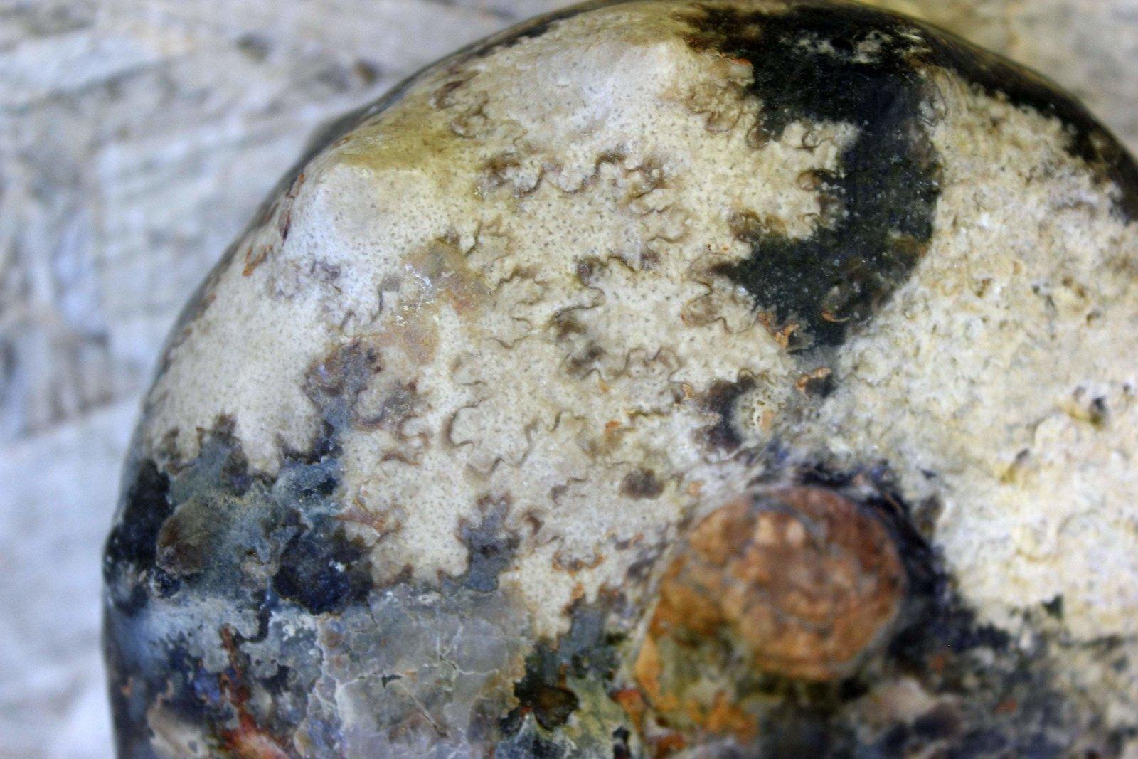 Surriceras Ammonite Fossil! - LapidaryCentral
