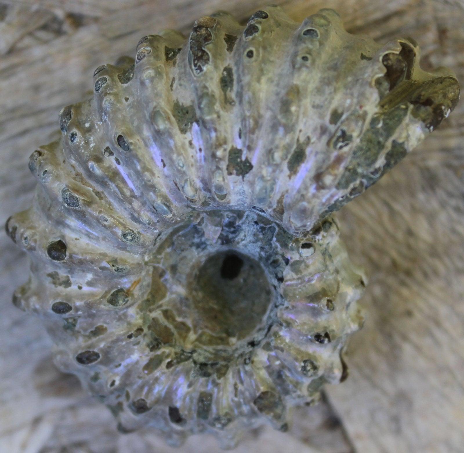 Goat Horn Douvilleiceras Fossil Ammonite Display Specimen! - LapidaryCentral