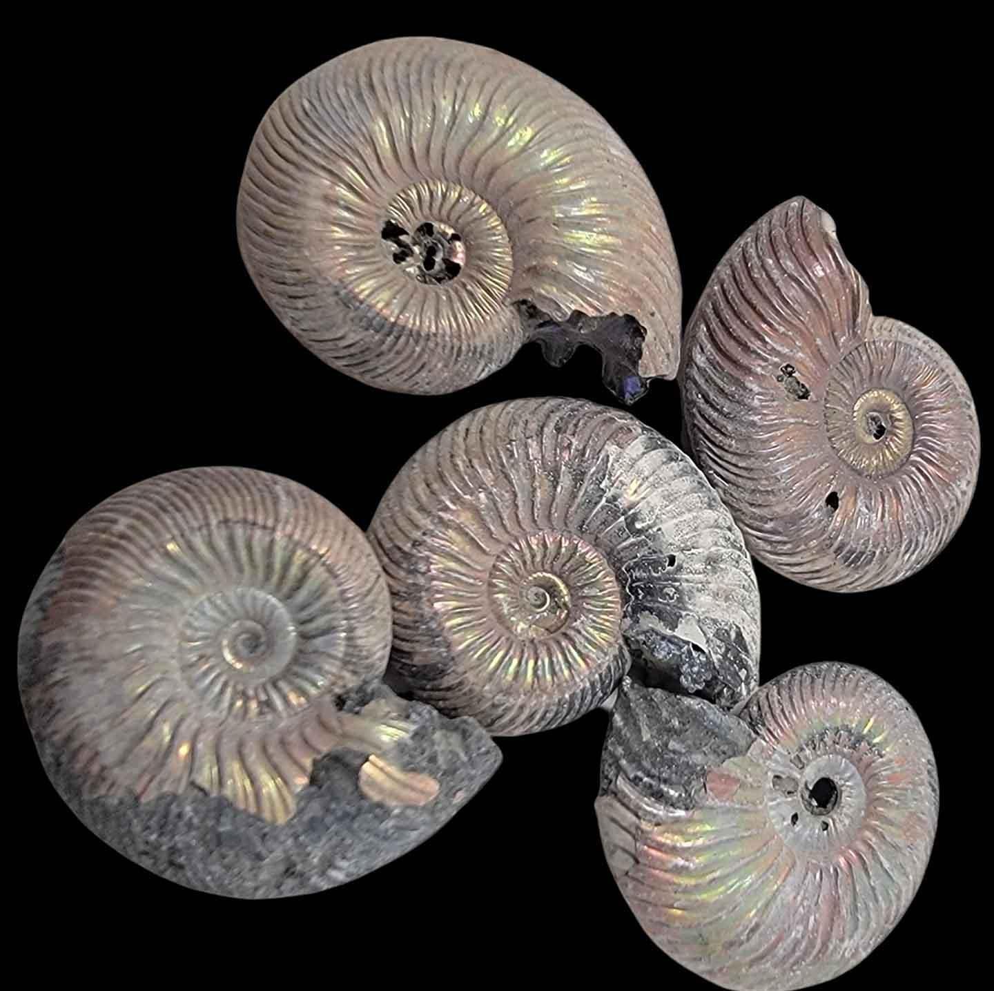 Pyritized Ammonite Fossil!  Jurassic Period Fossil! - LapidaryCentral