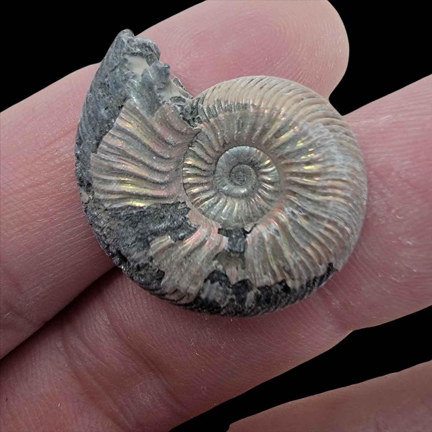 Pyritized Ammonite Fossil!  Jurassic Period Fossil! - LapidaryCentral