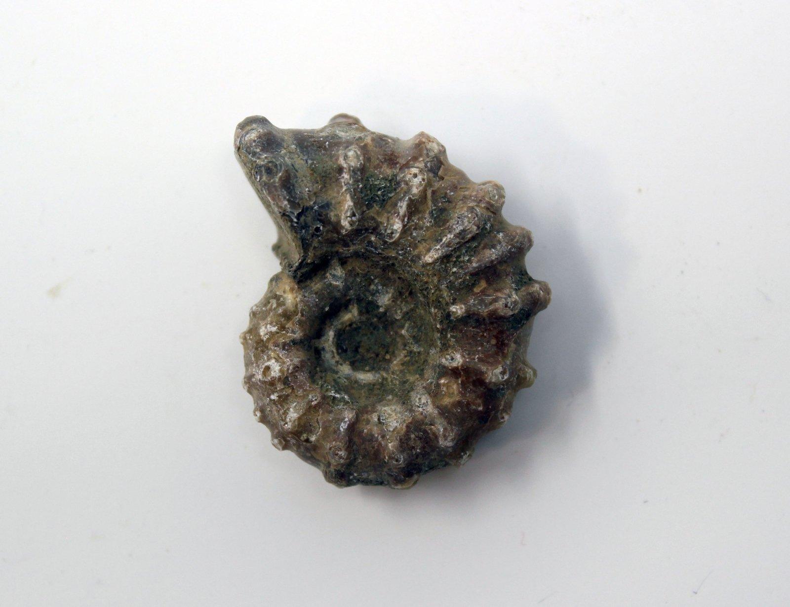 One Fossil Douvilleiceras Ammonite! Ocean Fossil! Fossilized Sea Shell! - LapidaryCentral