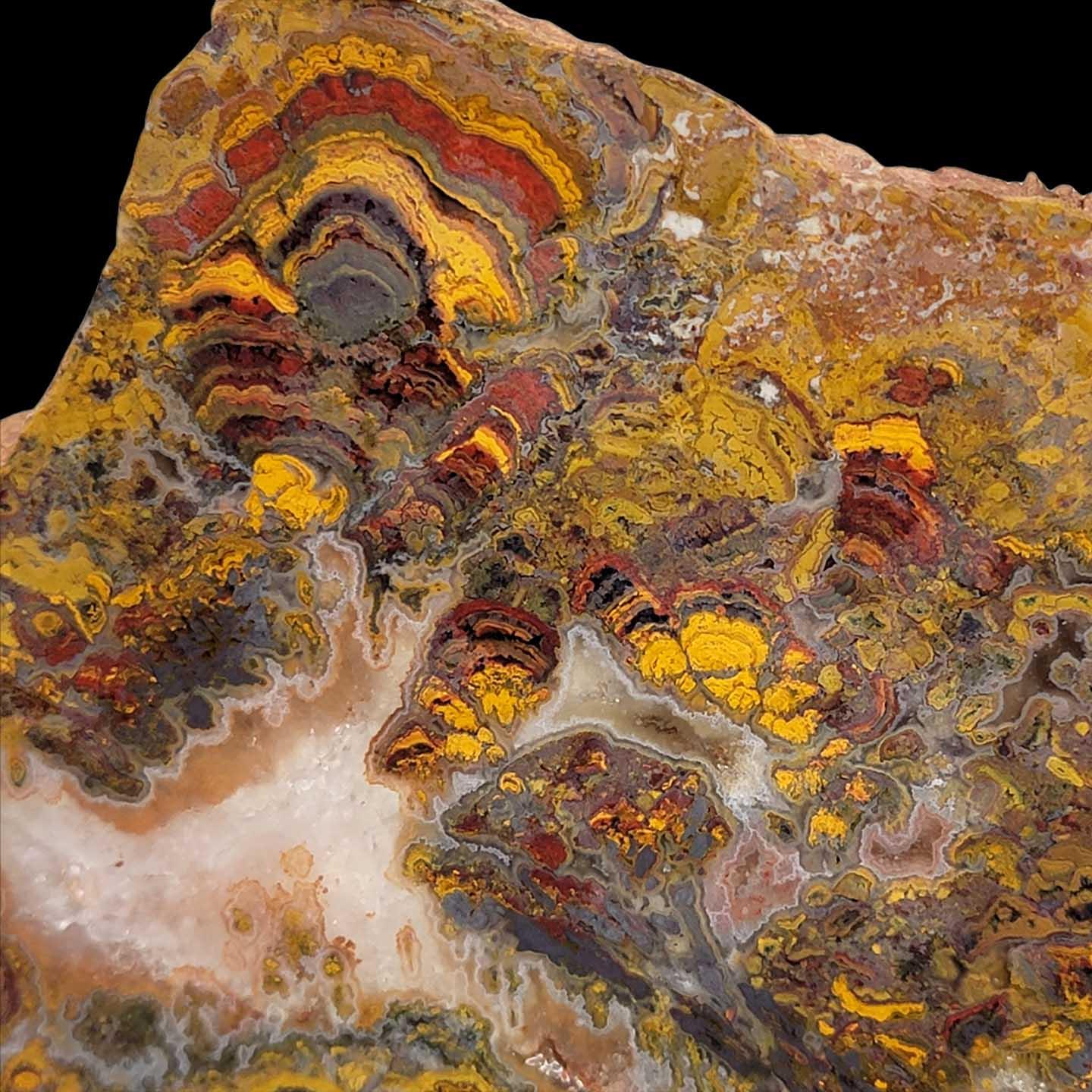 Apple Valley Jasper Slab! Fossil Stromatolite! Lapidary Slab!
