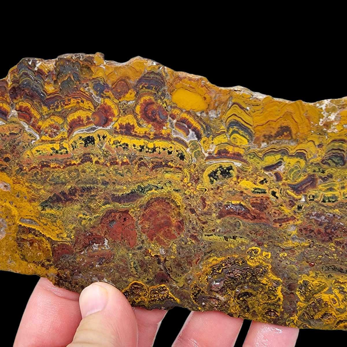 Apple Valley Jasper Slab!  Fossil Stromatolite!  Lapidary Slab! - LapidaryCentral