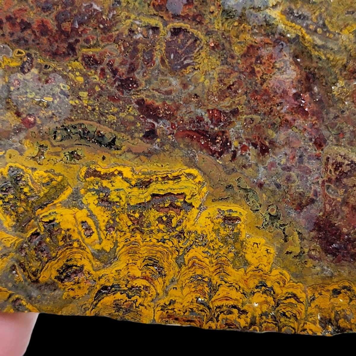 Apple Valley Jasper Slab!  Fossil Stromatolite!  Lapidary Slab! - LapidaryCentral